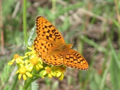 Speyeria coronis halcyone
