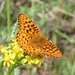 Argynnis coronis halcyone - Photo (c) rick-uhlen, some rights reserved (CC BY-NC), uploaded by rick-uhlen