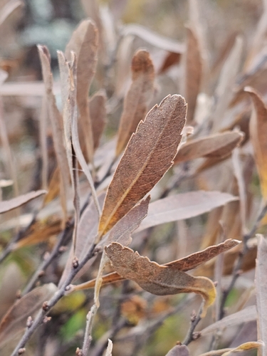 bog myrtle