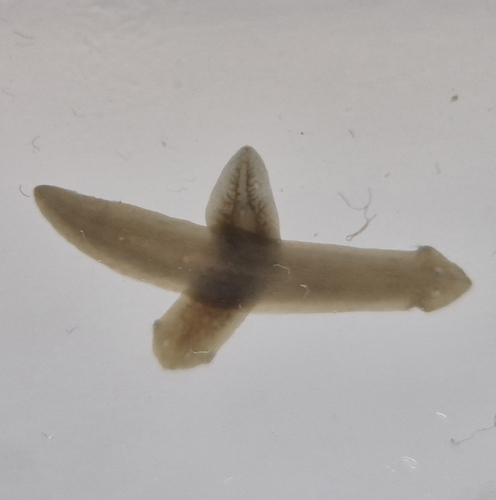 Dugesia gonocephala
