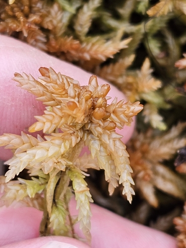 Sphagnum papillosum observed 2026-10-13