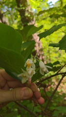 Styrax grandifolius