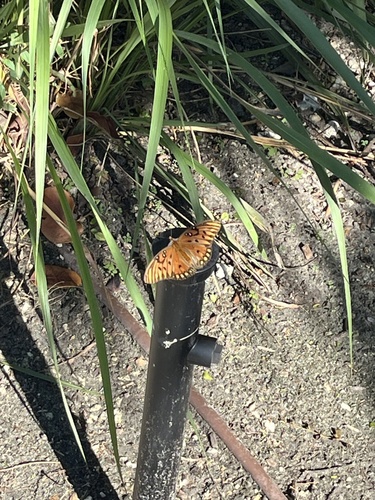 Gulf Fritillary