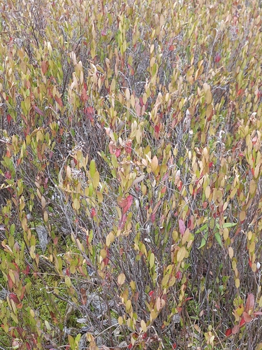leatherleaf
