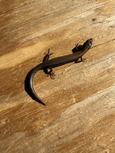 Little Brown Skink