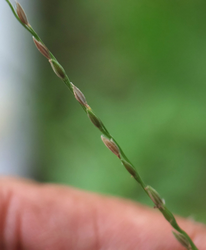 Digitaria ciliaris observed 2026-10-10