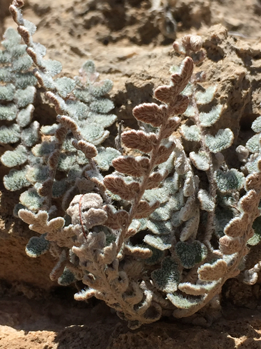 Hybrid Cloakfern