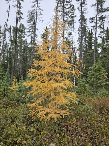 tamarack