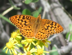 Speyeria coronis halcyone