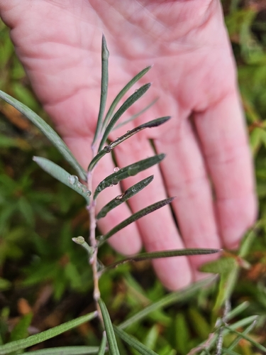 Wild Rosemary