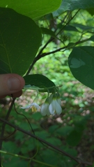 Styrax grandifolius