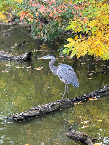 Great Blue Heron