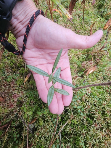 Swamp Laurel