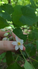 Styrax grandifolius