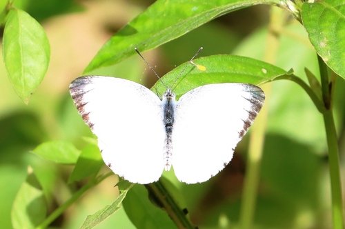 Diverse White