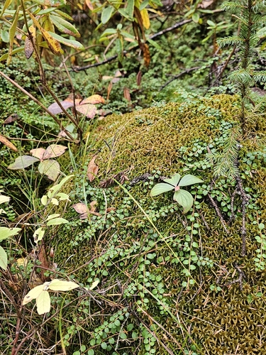 Sphagnum fuscum observed 2026-10-13