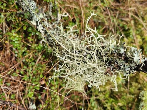 Boreal Oakmoss