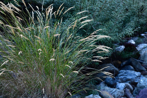 Achnatherum calamagrostis, 2026-10-04