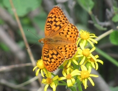 Speyeria coronis halcyone