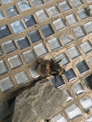 Bombus