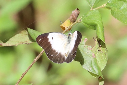 African Caper