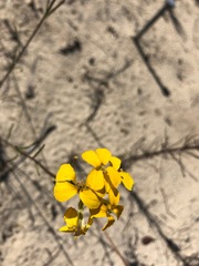 Erysimum teretifolium