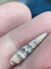 Terebrinae