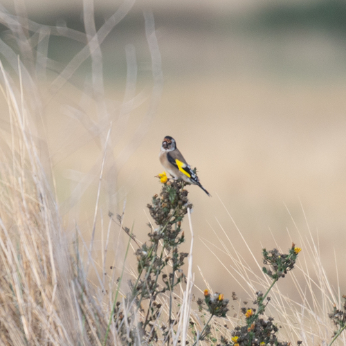 European Goldfinch