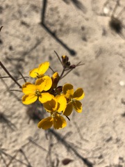 Erysimum teretifolium