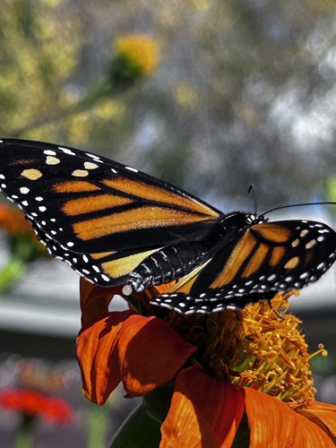 Monarch
