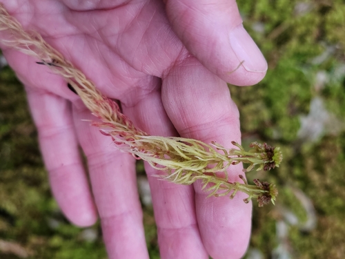 Sphagnum capillifolium observed 2026-10-13