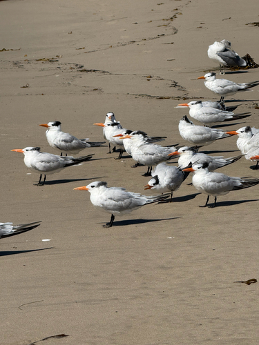 iNaturalist observation photo of Elegant Tern