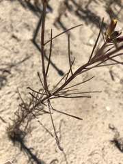 Erysimum teretifolium