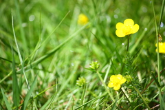 Ranunculus nigrescens