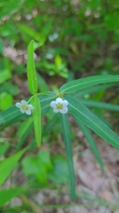Euphorbia pubentissima