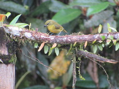 Euphonia laniirostris