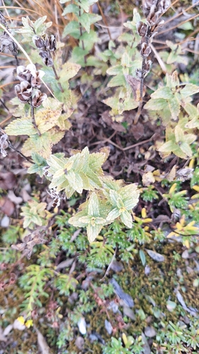 Bartsia alpina observed 2026-10-13