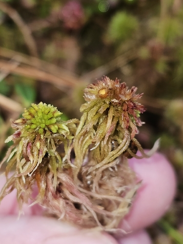 Sphagnum capillifolium observed 2026-10-13