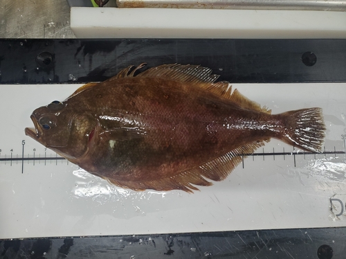 Citharichthys sordidus observed 2026-10-11