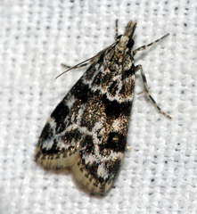 Eudonia delunella