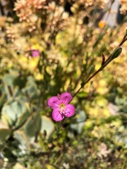 Oenothera rosea