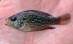 Enneacanthus gloriosus