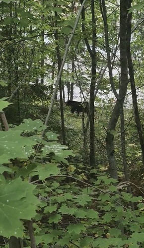 American Black Bear