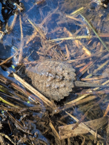Common Snapping Turtle