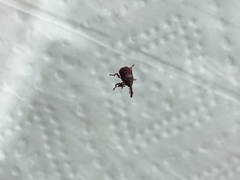 Anthonomus quadrigibbus