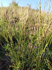 Astragalus varius