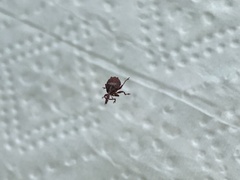 Anthonomus quadrigibbus