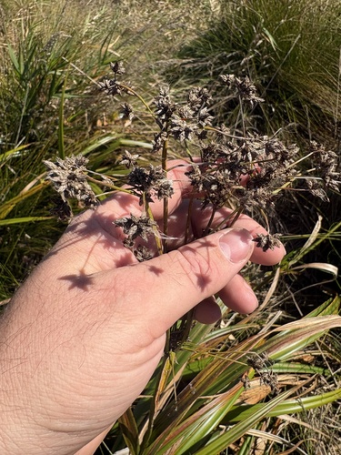 Scirpus sylvaticus, 2026-10-13