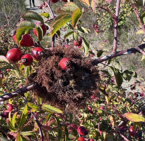 Mossy Rose Gall Wasp