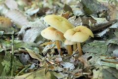 Gymnopus earleae
